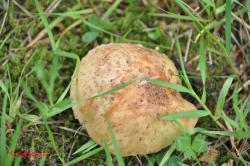 Paddestoel.